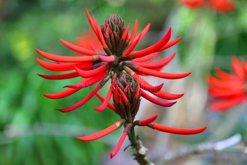 Red exotic flower stock image. Image of pink, flora 154437647