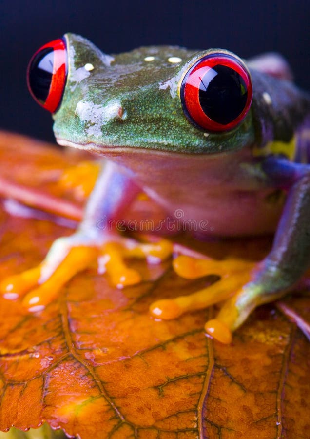 Red eye frog stock image. Image of lean, fauna, colours 2190435
