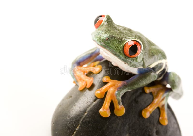 Red eye frog