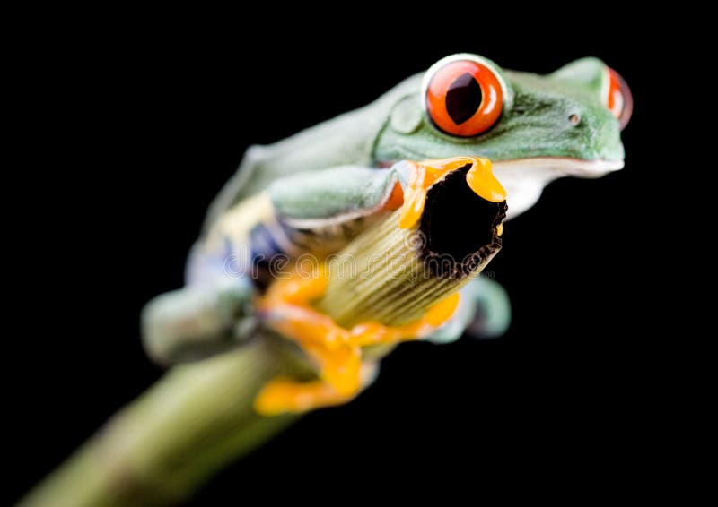 Red eye frog