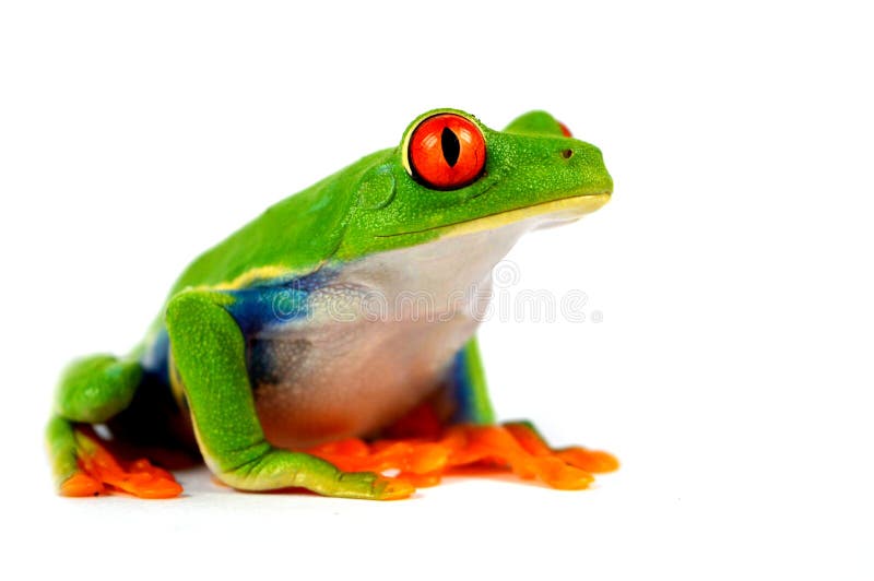 Red eye frog