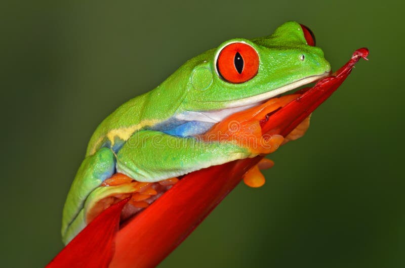 Red Eye Tree Frog