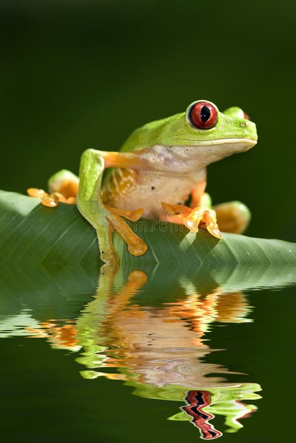 Red eye tree frog