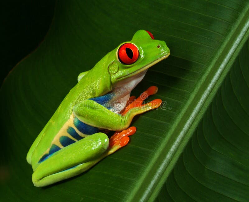 Red Eye Tree Frog Profile