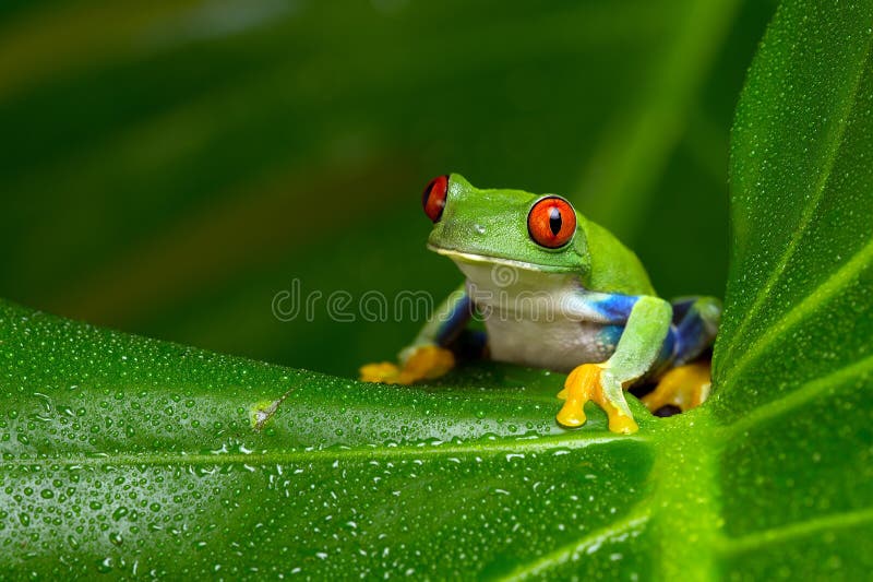 RedEyed Amazon Tree Frog (Agalychnis Callidryas) Stock Image Image