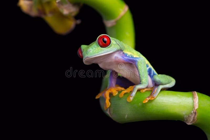RedEyed Amazon Tree Frog (Agalychnis Callidryas) Stock Image Image