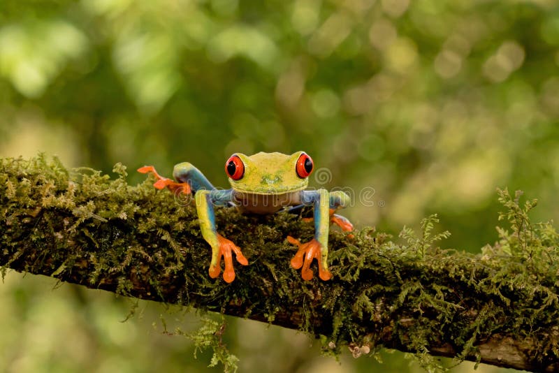 Red-eyed Baumfrosch lizenzfreie stockfotografie Red-eyed Baumfrosch lizenzfreie stockfotografie