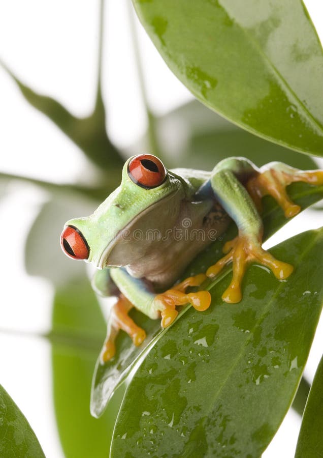 Red eyed frog