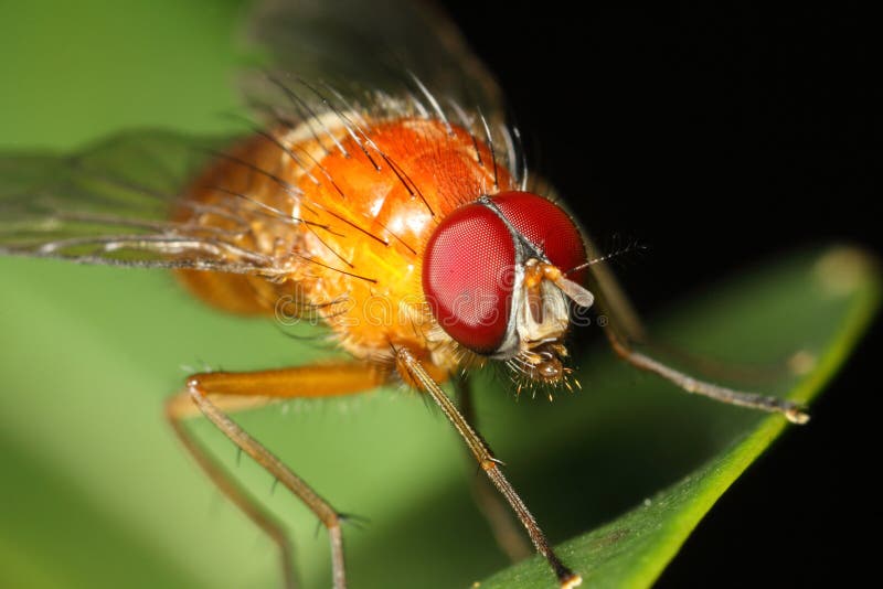 Red Eyed Orange Fly Close Up Stock Photo Image of macro, green 21778394