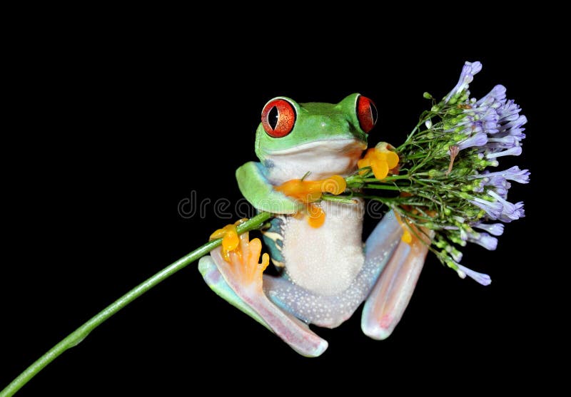 Red eyed tree frog