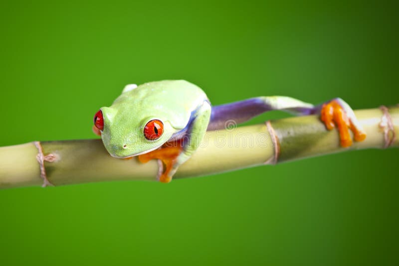 Red eyed tree frog