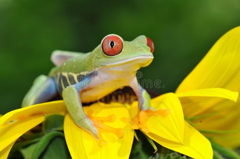 Red eyed tree frog