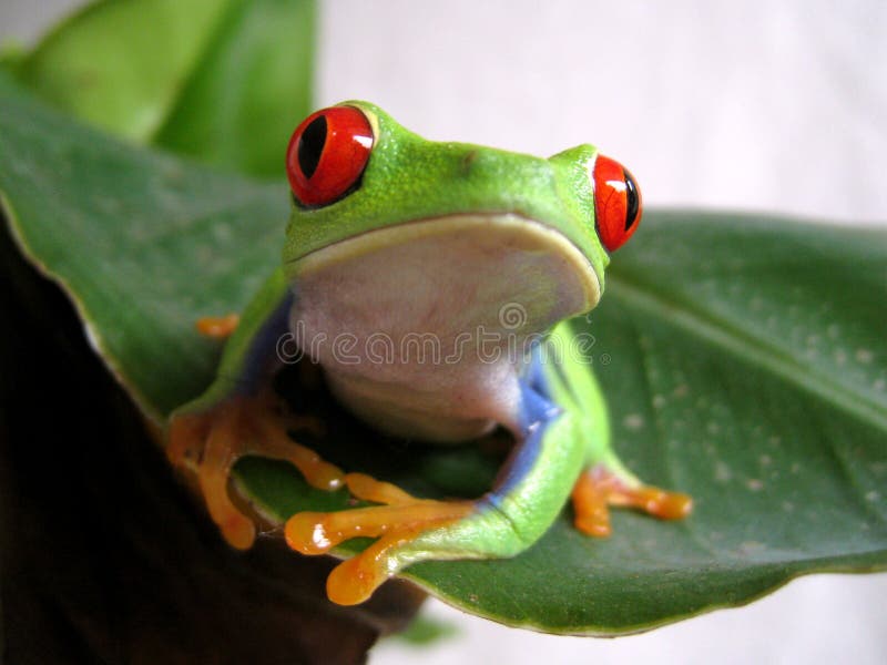 Red-eyed tree frog 2