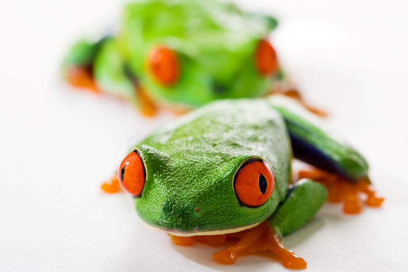 Red Eyed Tree Frog stock image. Image of poised, colorful - 20805497