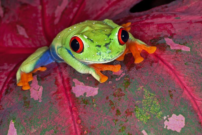 Red-eyed Tree Frog royalty free stock image