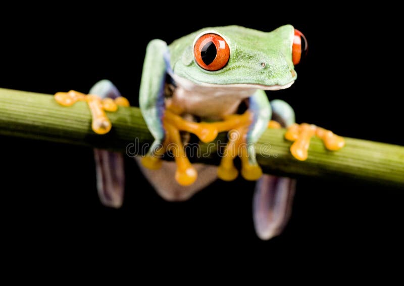 Red eyed tree frog