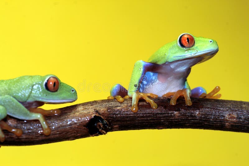 Red eyed tree frog