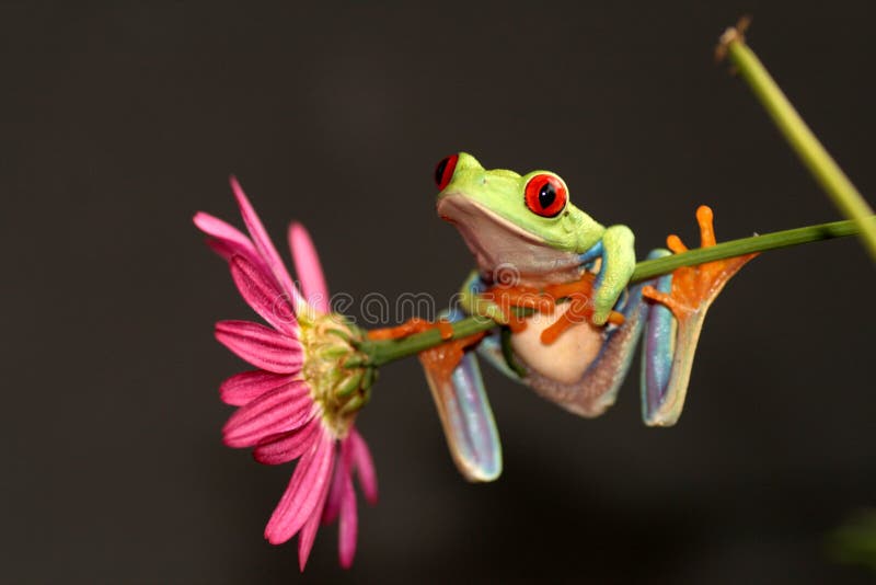 Red eyed tree frog