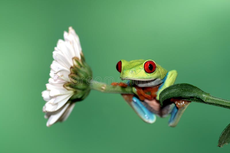 Red eyed tree frog