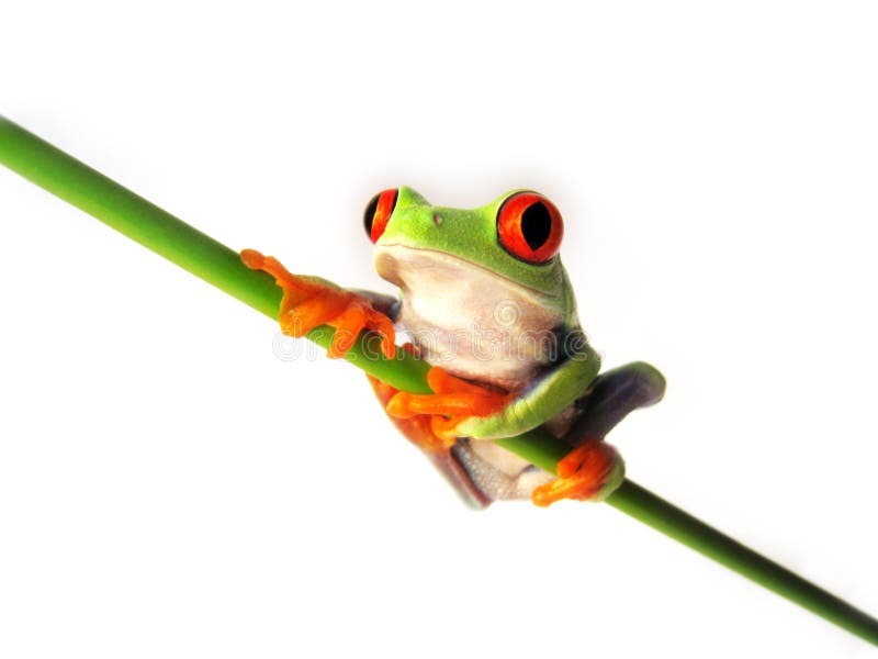 Red eyed tree frog (96), Agalychnis callidryas stock images
