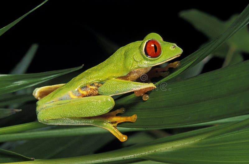 Red Eyed Tree Frog Agalychnis Callidryas Adult Standing On Leaf Stock