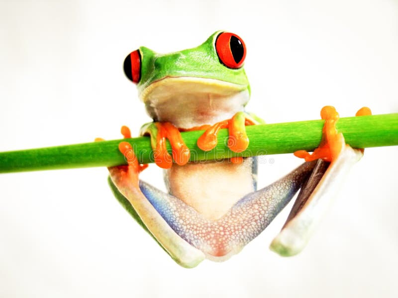 Red-eyed tree frog (160), agalychnis callidryas. Red-eyed tree frog, agalychnis callidryas, close-up, is hanging on a green bar stock images Red-eyed tree frog (160), agalychnis callidryas. Red-eyed tree frog, agalychnis callidryas, close-up, is hanging on a green bar stock images