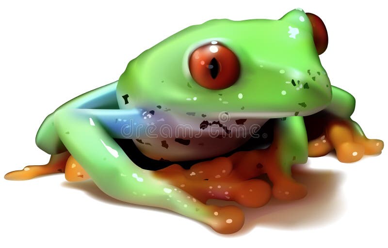 Red-eyed Tree Frog stock illustration