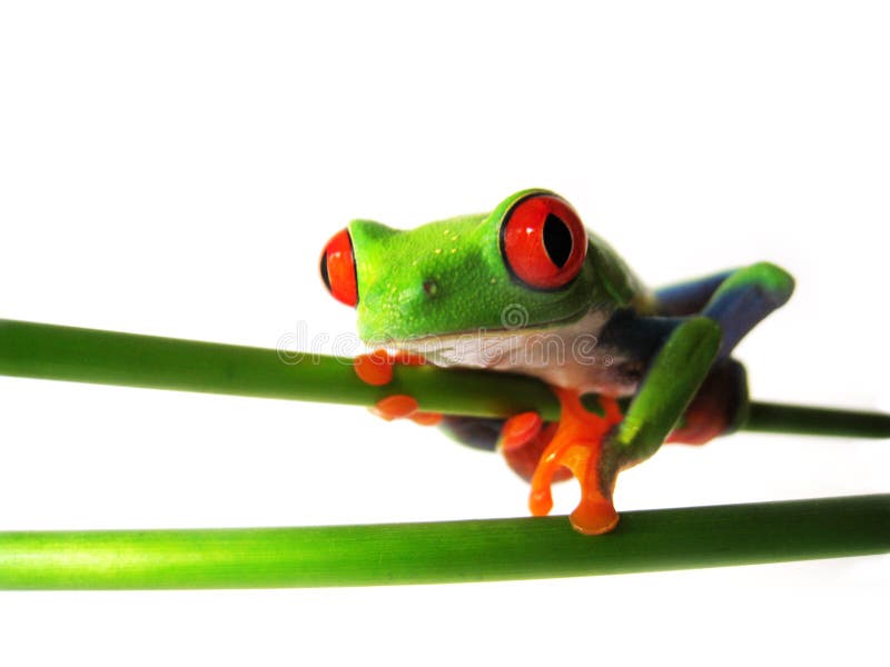 Red Eyed Tree Frog 83 Agalychnis Callidryas Stock Image Image Of