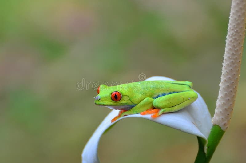 Red Eyed Tree Frog from Amazon Stock Image Image of frog, full 173873969
