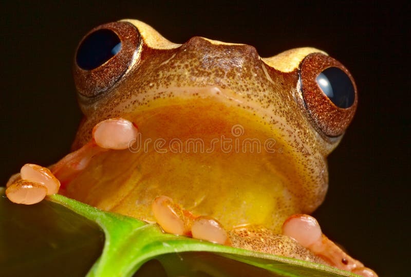 Red eyed tree frog brazil amazon jungle stock images Red eyed tree frog brazil amazon jungle stock images