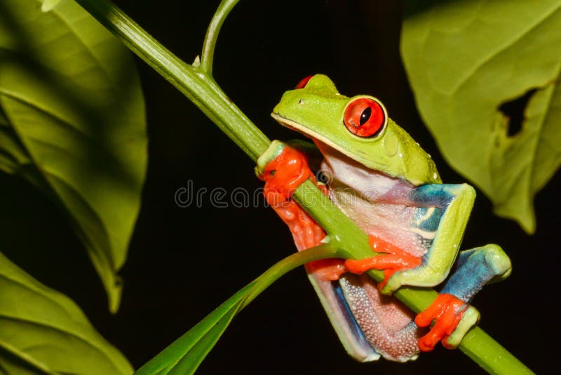 Red-eyed Tree Frog