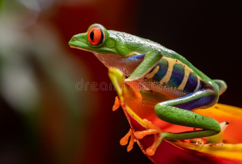 Red-eyed Tree frog stock images
