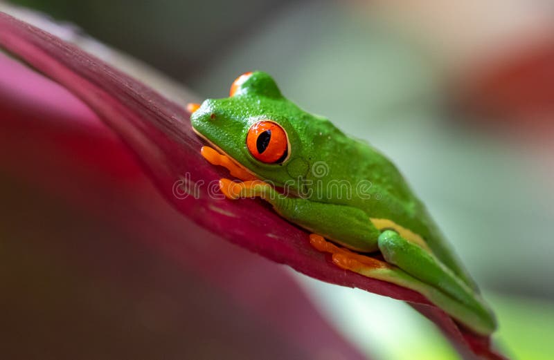 Red-eyed Tree frog stock photo