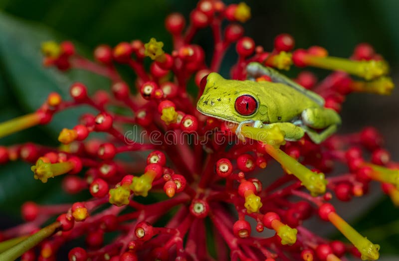 Red Eyed Tree Frog stock photography