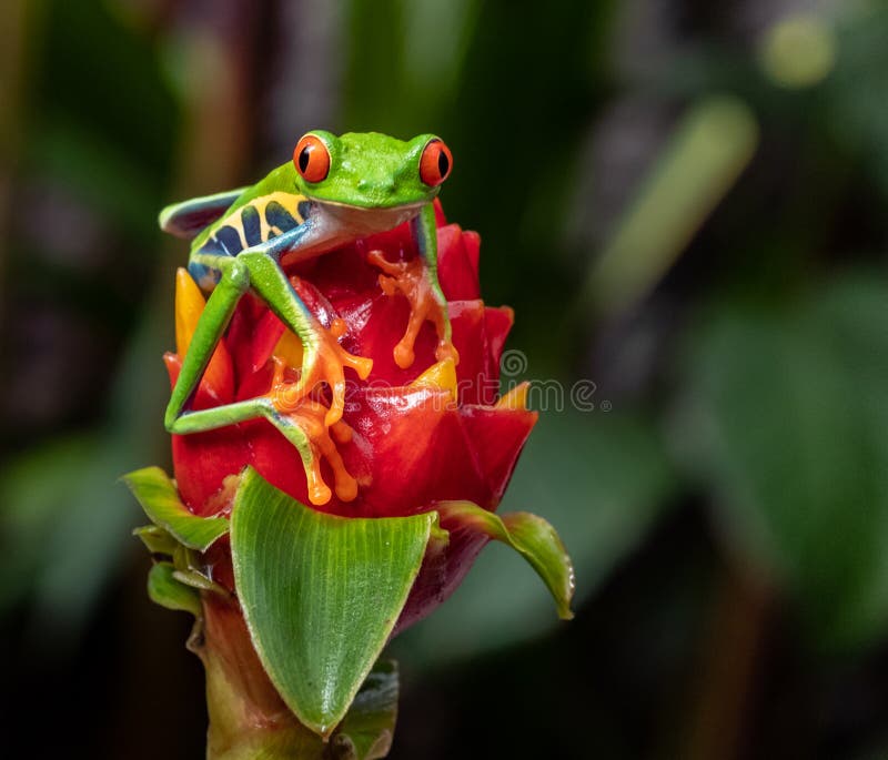Red Eyed Tree Frog royalty free stock image