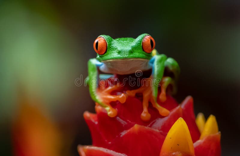 Red Eyed Tree Frog royalty free stock photo