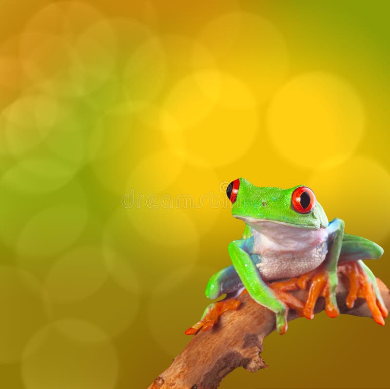 Tropical red eyed tree frog Costa Rica