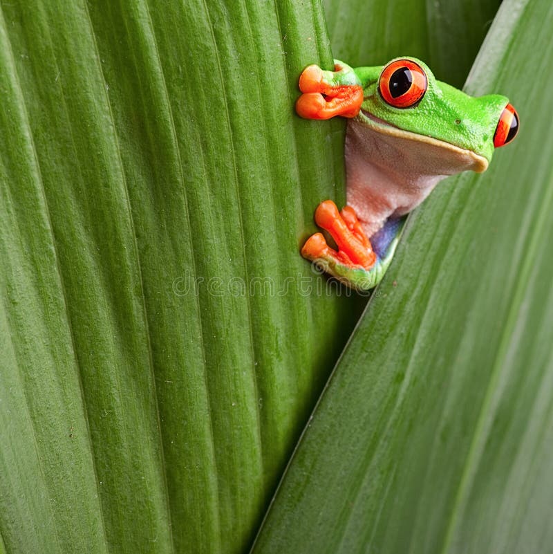 Red eyed tree frog curious animal green background