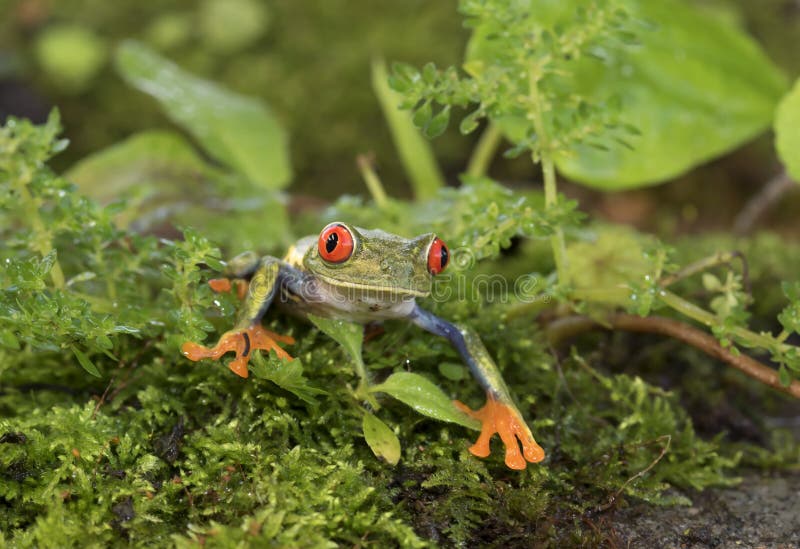 Tree frog on moss Stock Photo by ©Klanneke 9025386