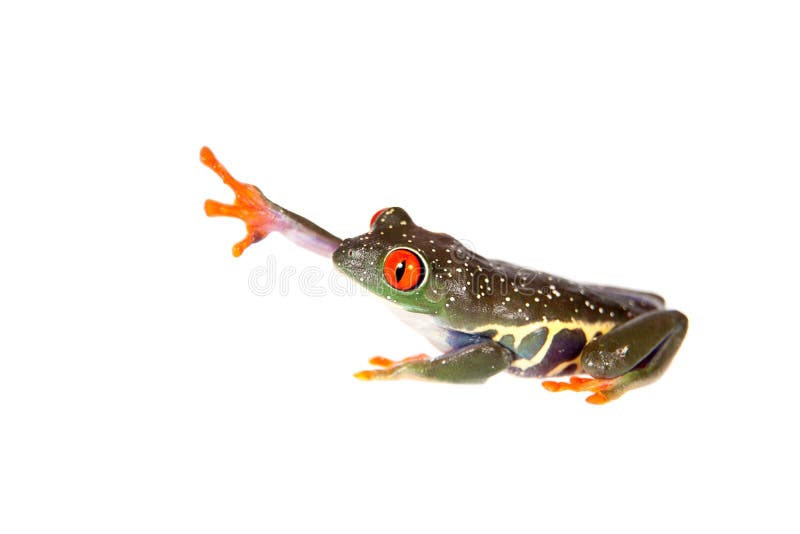 Red eyed tree frog at night on white background stock images Red eyed tree frog at night on white background stock images
