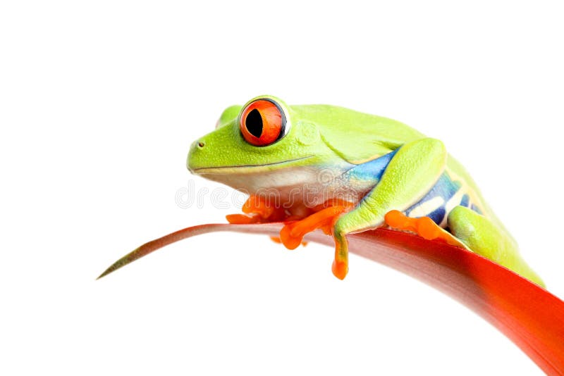 Red-eyed tree frog on plant isolated