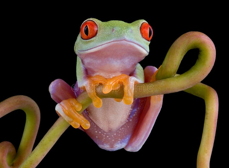 Red-eyed tree frog posing on vine