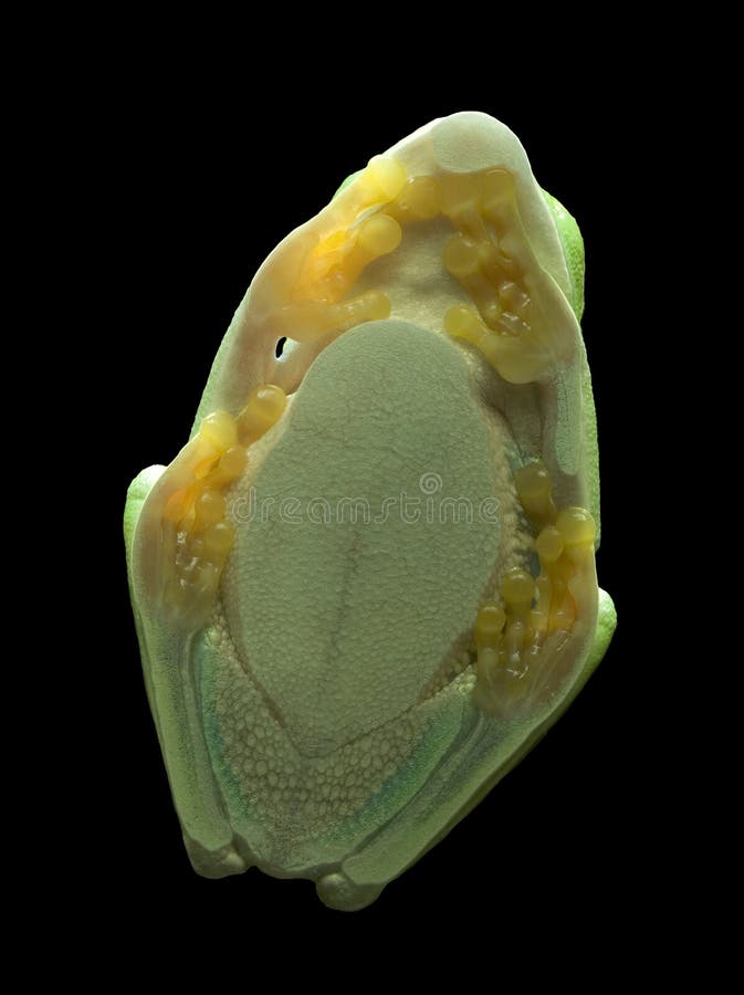 Redeyed Tree Frog on Glass Stock Image Image of wildlife, footed