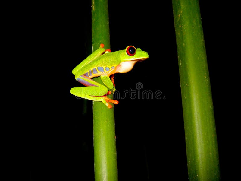 Red eyed tree frog sitting on a branch