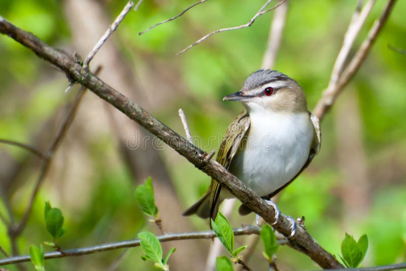 Red-eyed Vireo