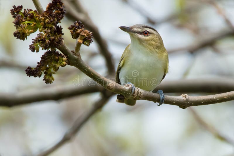 Red-eyed Vireo - Vireo olivaceus