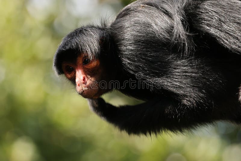 Redfaced Spider Monkey Macaco Aranha Preto Stock Photo 1370302802