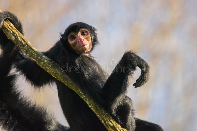 199 Funny Spider Monkey Stock Photos - Free & Royalty-Free Stock Photos from Dreamstime 199 Funny Spider Monkey Stock Photos - Free & Royalty-Free Stock Photos from Dreamstime