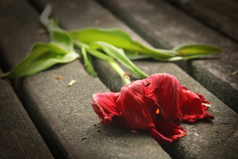 Red faded rose stock image. Image of leaf, colorful - 146074415