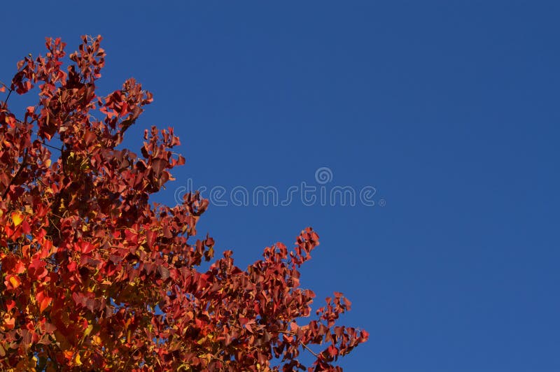 Red Fall Leaves Blue sky